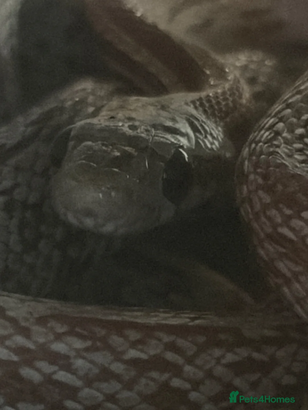 Corn Snake reptiles for sale: corn snake named mango  in Gosport - Advert 2