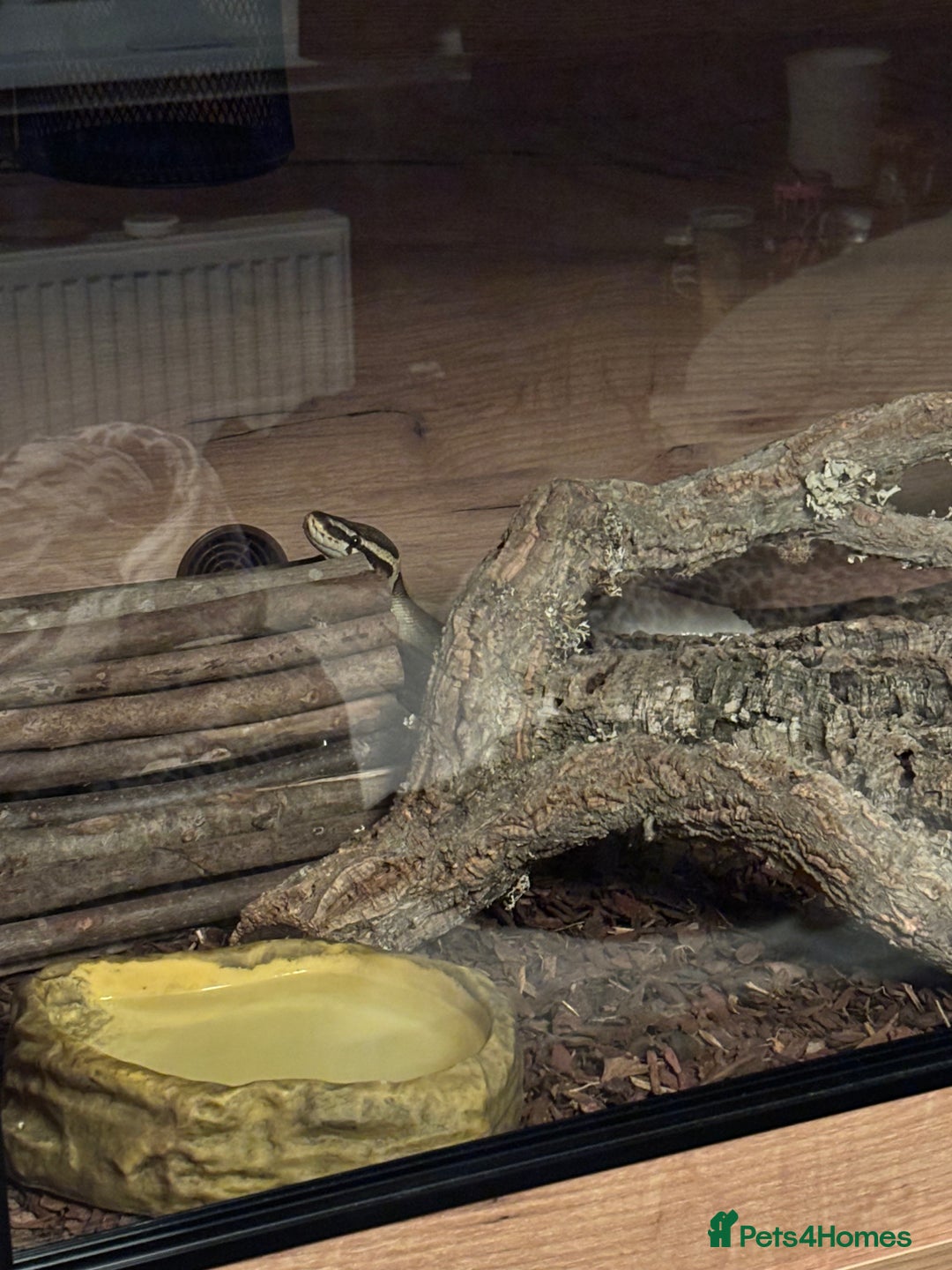 Python Snake reptiles for sale: Pied Royal Python (female)  - Advert 4