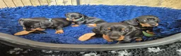 Miniature Dachshund dogs for sale: 🐾 Beautiful Miniature Dachshund Puppies 🐾 - Advert 11