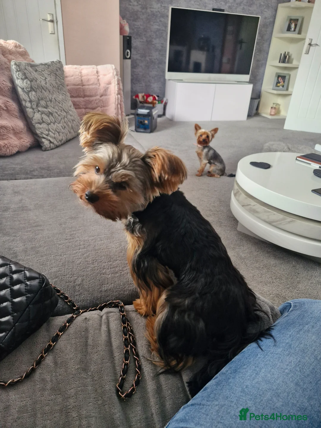 Yorkshire Terrier dogs for stud: Beautiful Yorkshire Terrier for stud in Peterborough - Advert 2