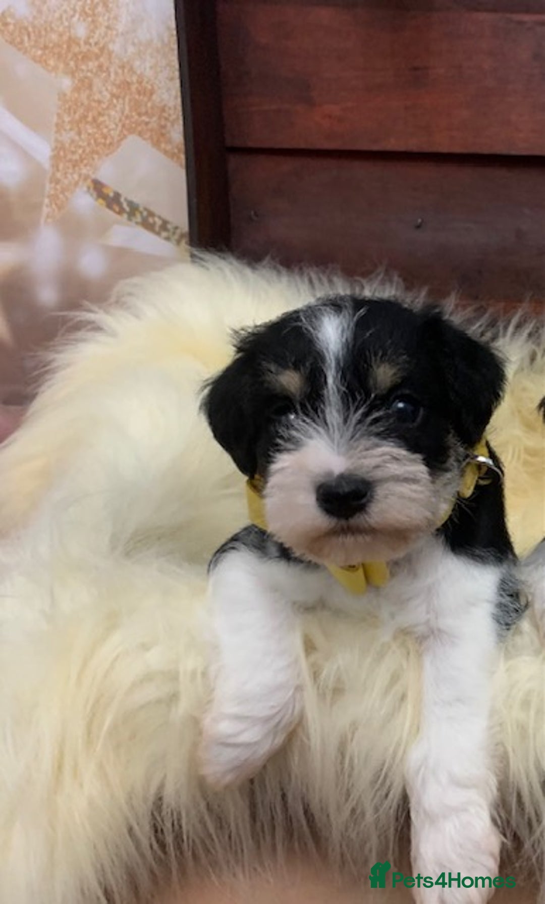 Miniature Schnauzer dogs for sale: 5* LICENSED. KC MINI ( TOY) SCHNAUZER LITTER - Advert 7
