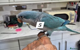 Parrots birds for sale: Handreared baby Quaker parrots Dna tested - Image 5