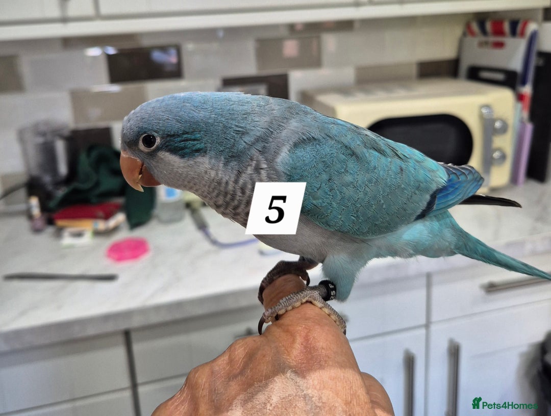 Parrots birds for sale: Handreared baby Quaker parrots Dna tested - Image 5