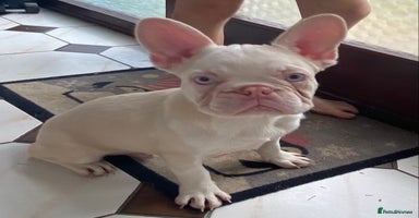 French Bulldog dogs - Advert 5
