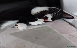 Maine Coon cats for sale: Maine coon x sphynx kittens - Image 7