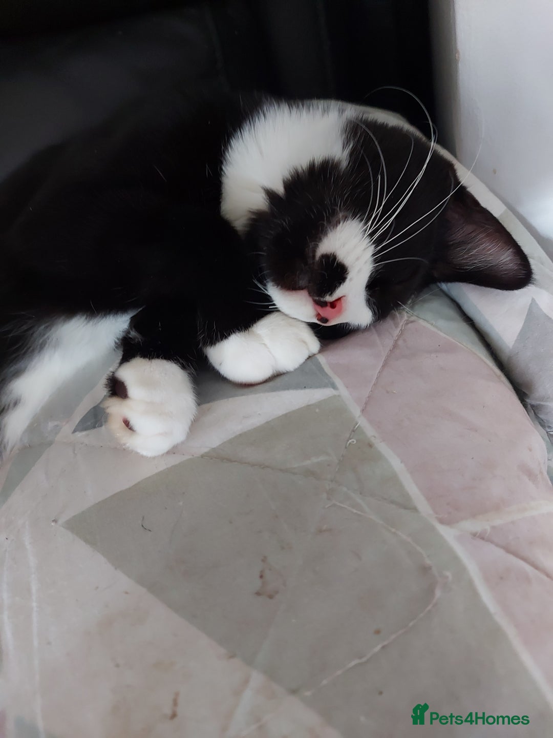 Maine Coon cats for sale: Maine coon x sphynx kittens - Image 7