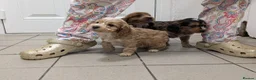 Cockapoo dogs for sale: Adorable Cockapoos  in Macclesfield - Advert 5