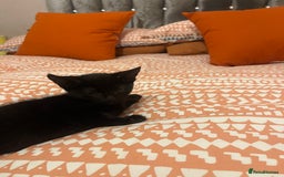 Bombay cats for sale: Black kitten - Advert 4