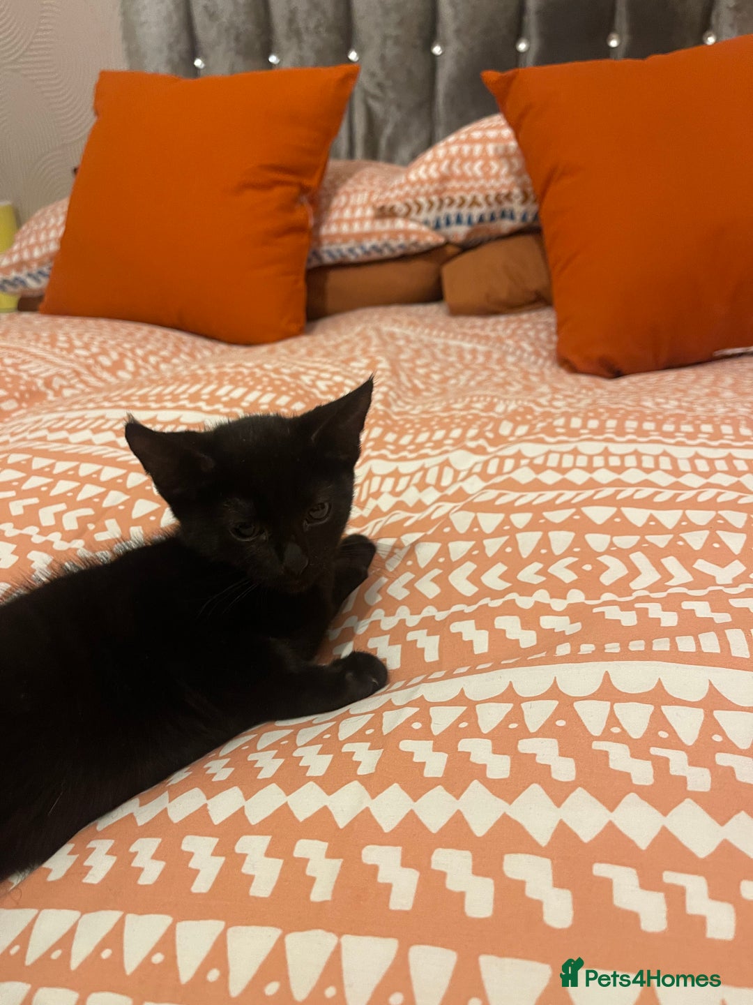 Bombay cats for sale: Black kitten - Advert 4