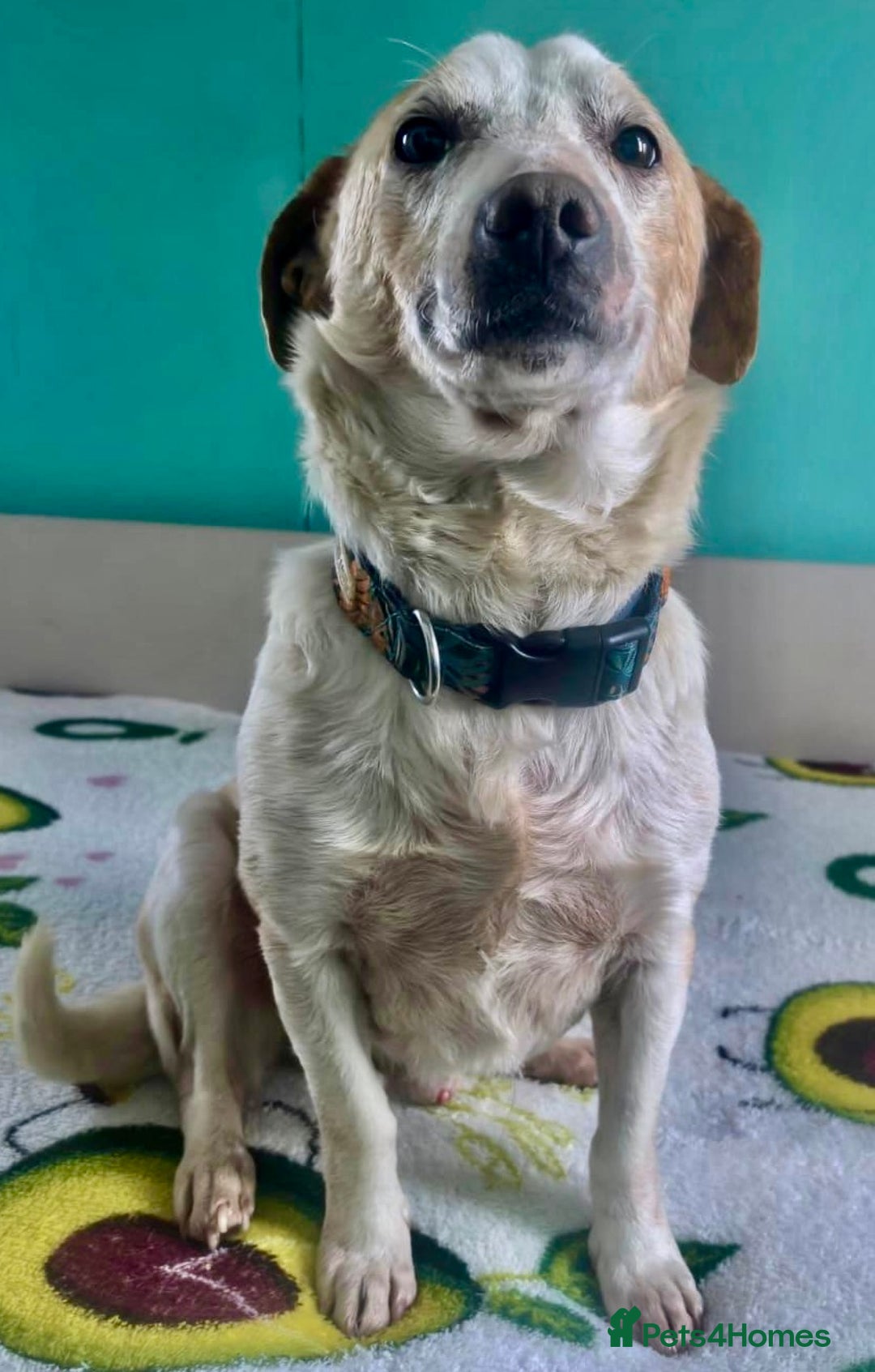 Labrador Retriever dogs for adoption: 🐾 MERLIN – Labrador Retriever - Advert 2