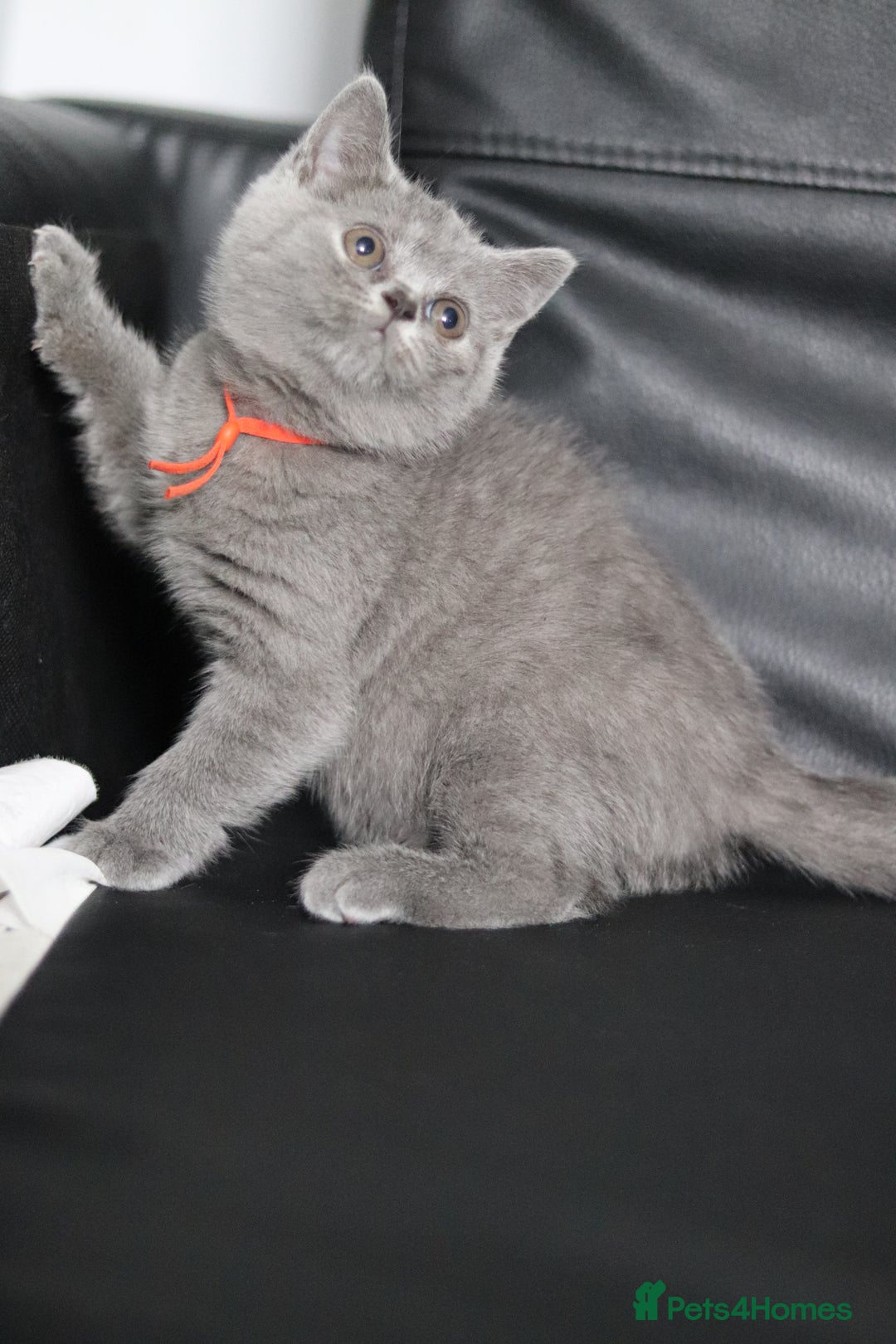 British Shorthair cats for sale: ✨️Outstanding GCCF Grand Chmp Line BSH ❤️ - Image 7