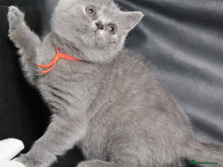 British Shorthair cats - Advert 5