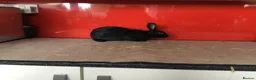 English Spot rabbits for sale: English Rabbits for sale  - Advert 5