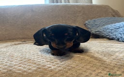 Miniature Dachshund dogs for sale: Miniature dachshund  - Image 5