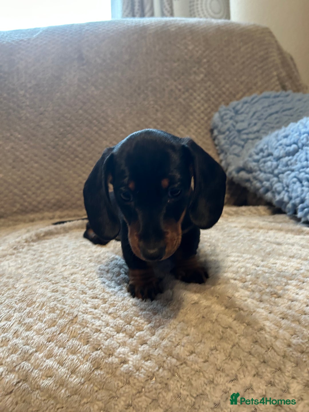 Miniature Dachshund dogs for sale: Miniature dachshund  - Image 5