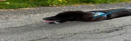 Newfoundland dogs for sale: 6 month old newfie bitch.  in Llangammarch Wells - Advert 7