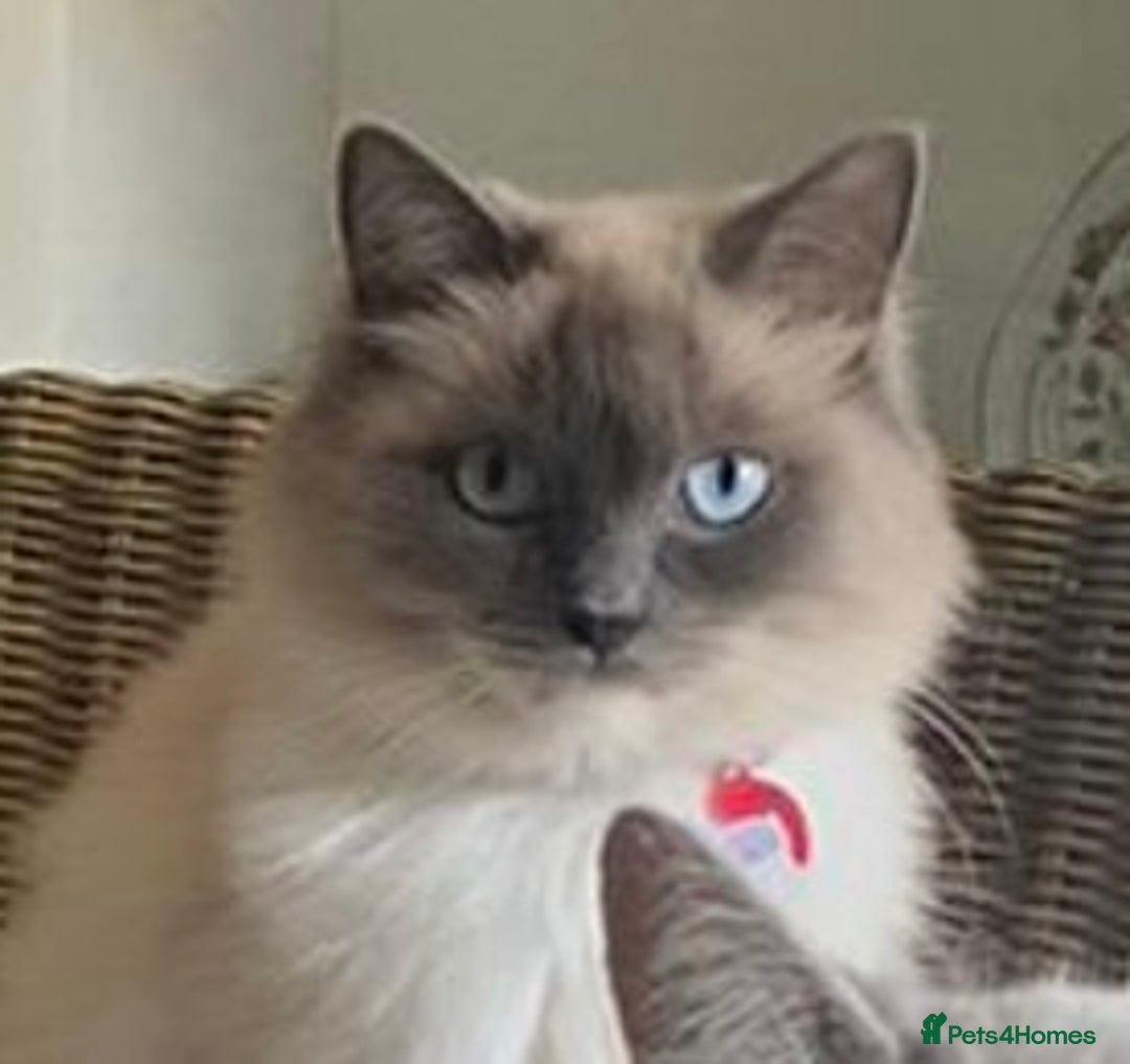 Ragdoll cats for sale: Beautiful Fluffy Ragdoll Cross Kittens For Sale - Image 16