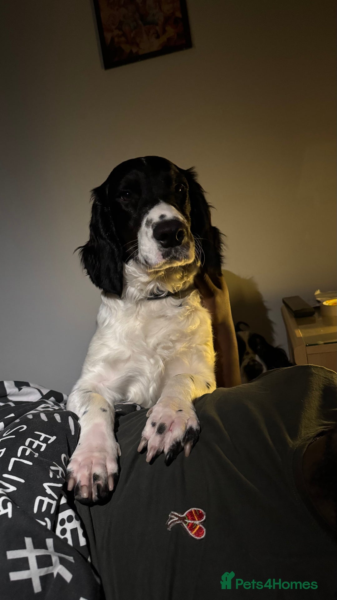 Sprocker dogs for sale: Male Sprocker - Advert 4