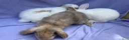 Mini Lop rabbits for sale: Mini lop babies  - Advert 2