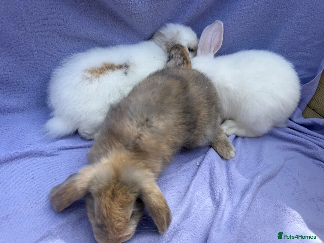 Mini Lop rabbits for sale: Mini lop babies  - Advert 2