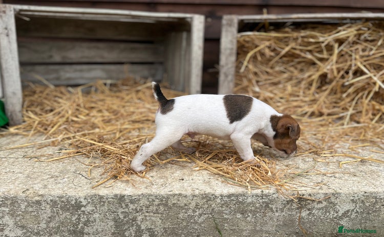 Jack Russell dogs - Advert 3