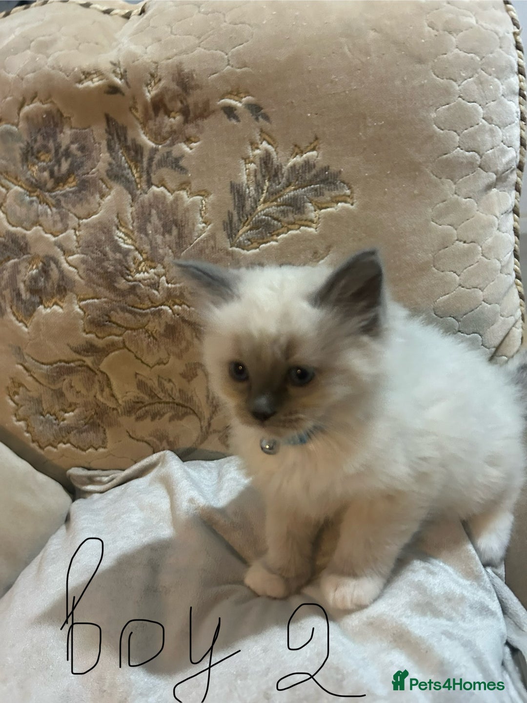 Ragdoll cats for sale: A real ragdoll - Advert 6