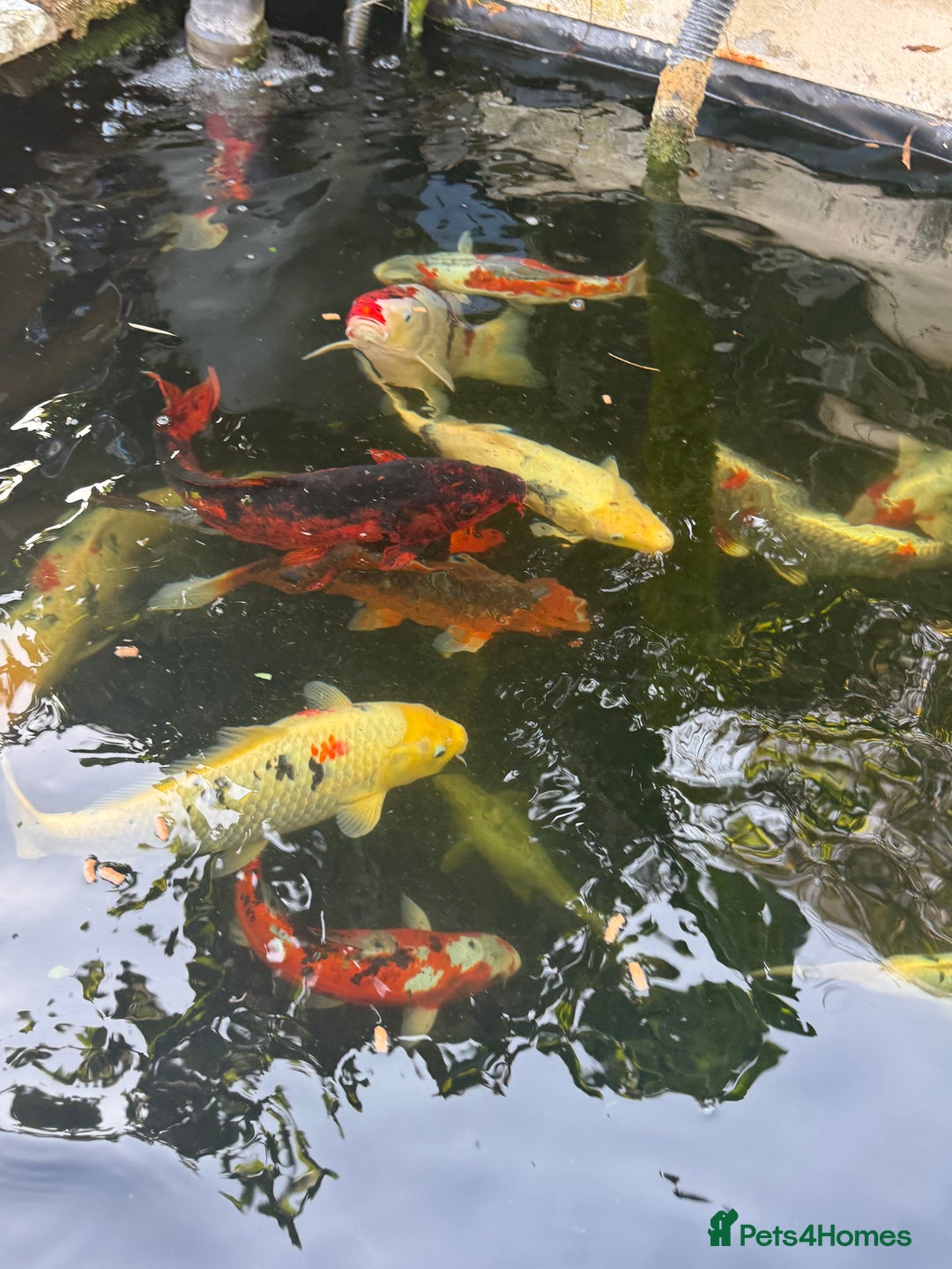 Koi Carp fish for sale: Complete Koi carp set up for sale - Image 34