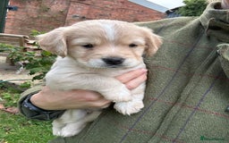 Cocker Spaniel dogs for sale: READY SOON! Working Cocker Spaniel mix Puppies  - Image 8