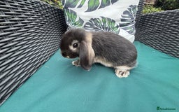 Mini Lop rabbits for sale: Gorgeous mini lop buck 8 weeks old  - Image 2