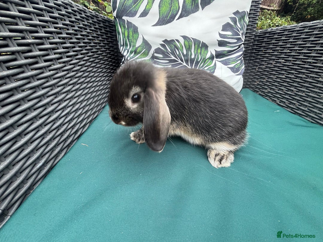 Mini Lop rabbits for sale: Gorgeous mini lop buck 8 weeks old  - Image 2