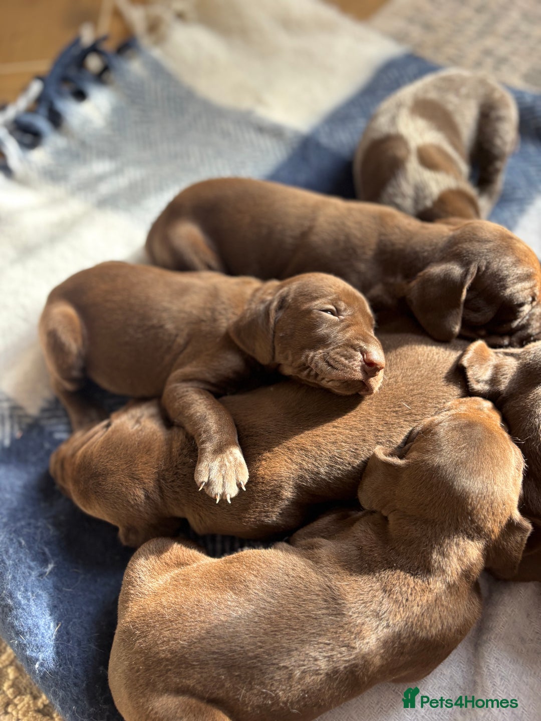 German Shorthaired Pointer dogs for sale: Stunning KC German Shorthaired Pointer Puppies - Image 4