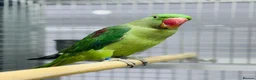 Parrots birds for sale: Female Alexenderian parrot - Advert 4