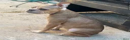 Mixed Breed dogs for sale: 8 month old Bulldog cross   in Durham - Advert 3