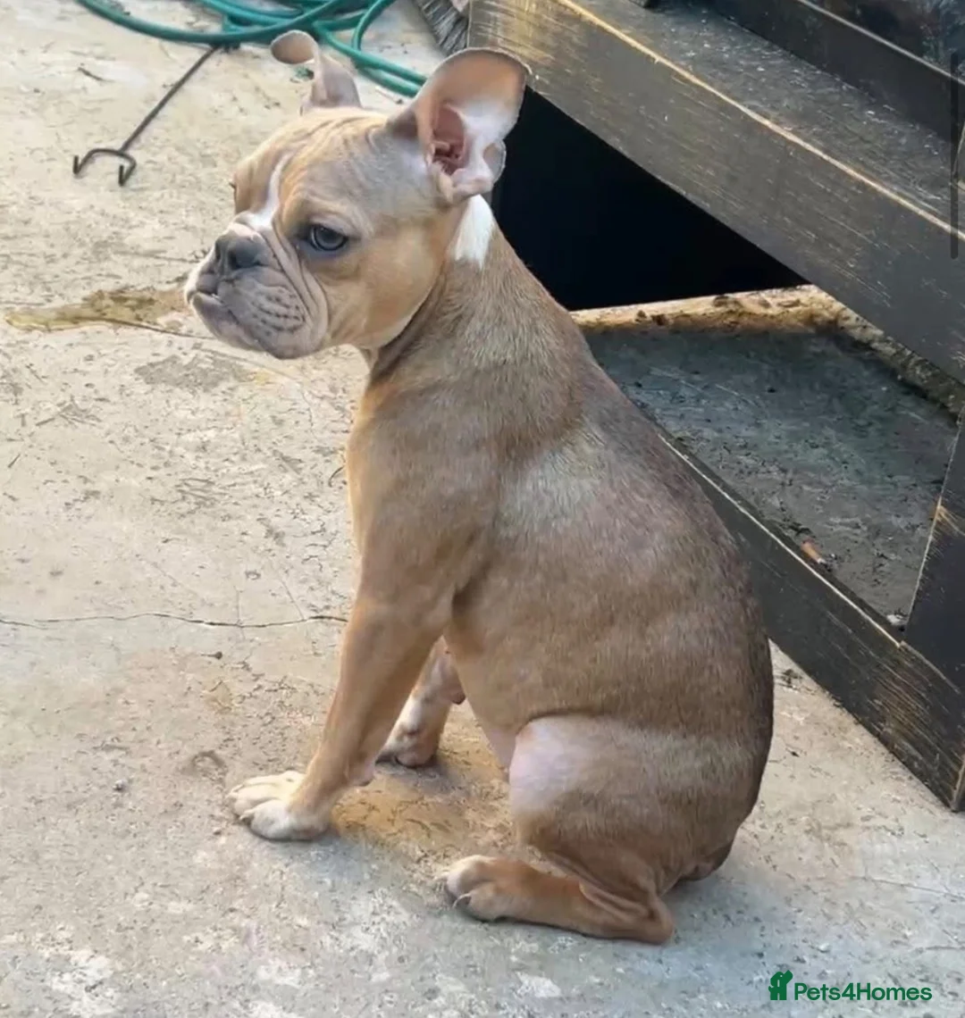 Mixed Breed dogs for sale: 8 month old Bulldog cross   in Durham - Advert 3