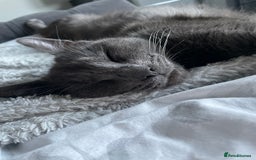 Mixed Breed cats for sale: Stunning kittens - Image 20