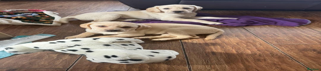 Labrador Retriever Puppy 4