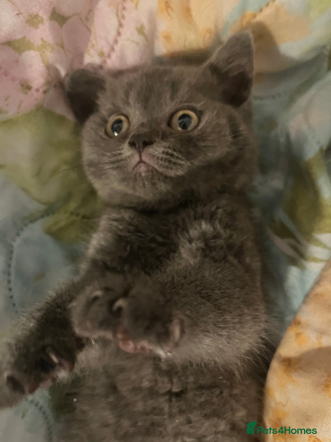 British Shorthair cats for sale: Male British shorthair kitten  - Image 11