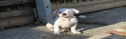 Dorset Olde Tyme Bulldogge dogs for sale: Dorset olde tyme bulldog for sale  in Cowes - Advert 8