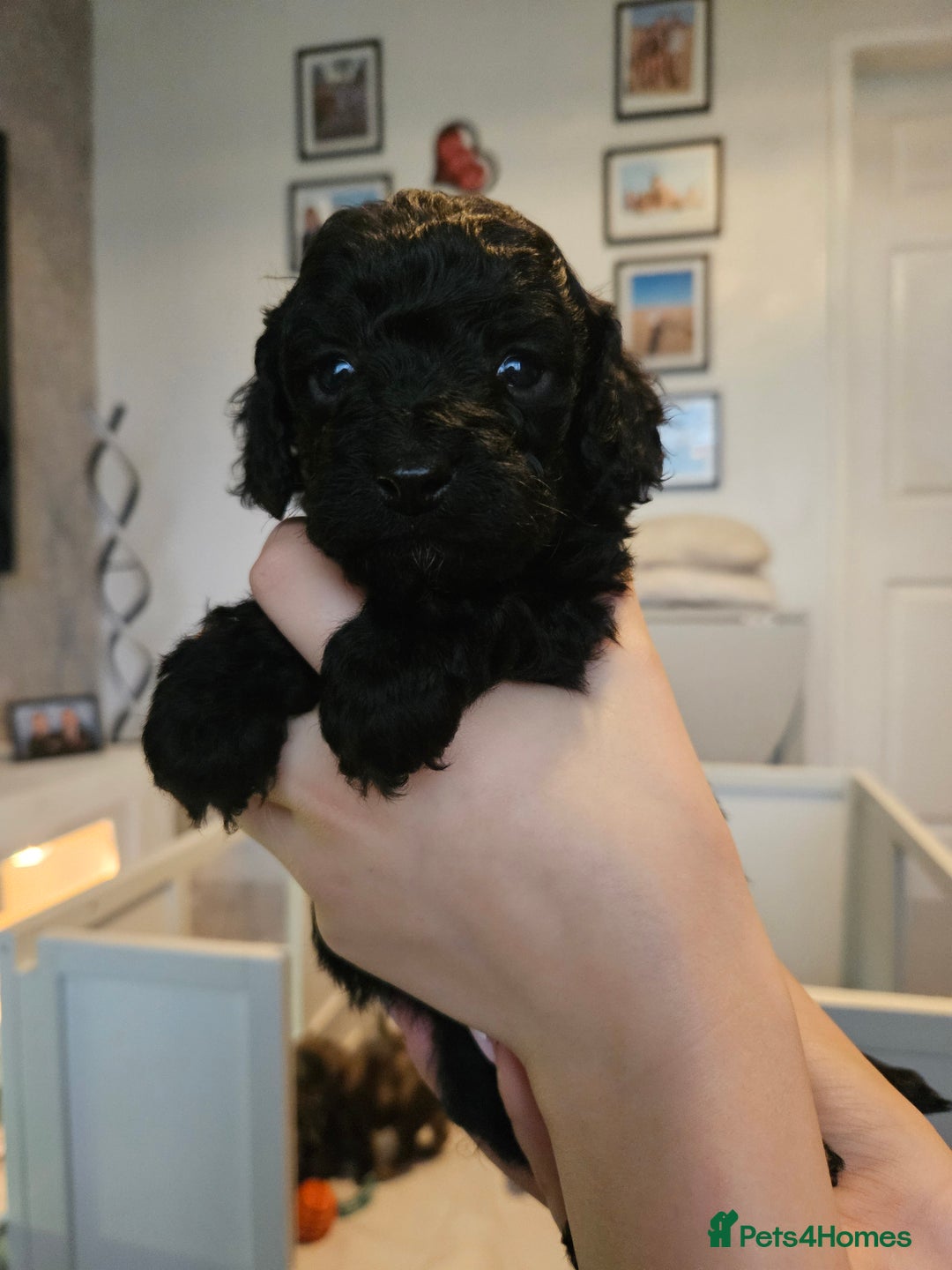 Cavapoo dogs for sale: Beautiful toy cavapoos  - Advert 8