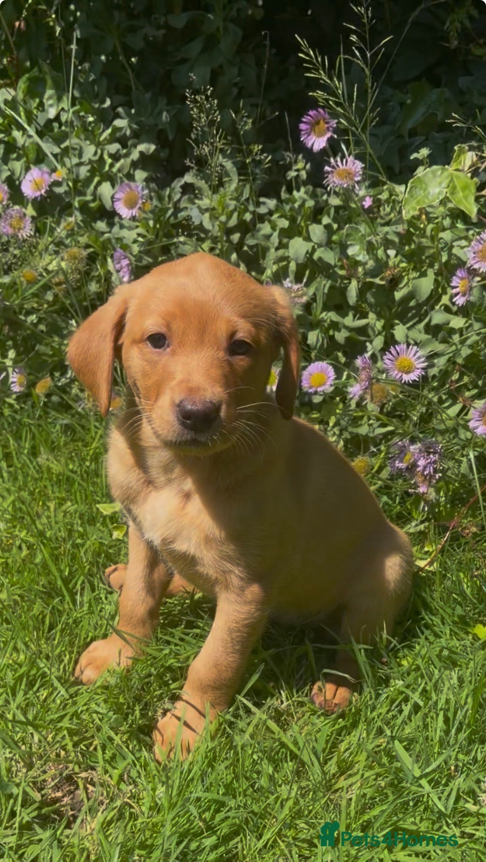 Labrador Retriever dogs Dark Fox Red Working Labrador Pups – KC Registered - Advert 1