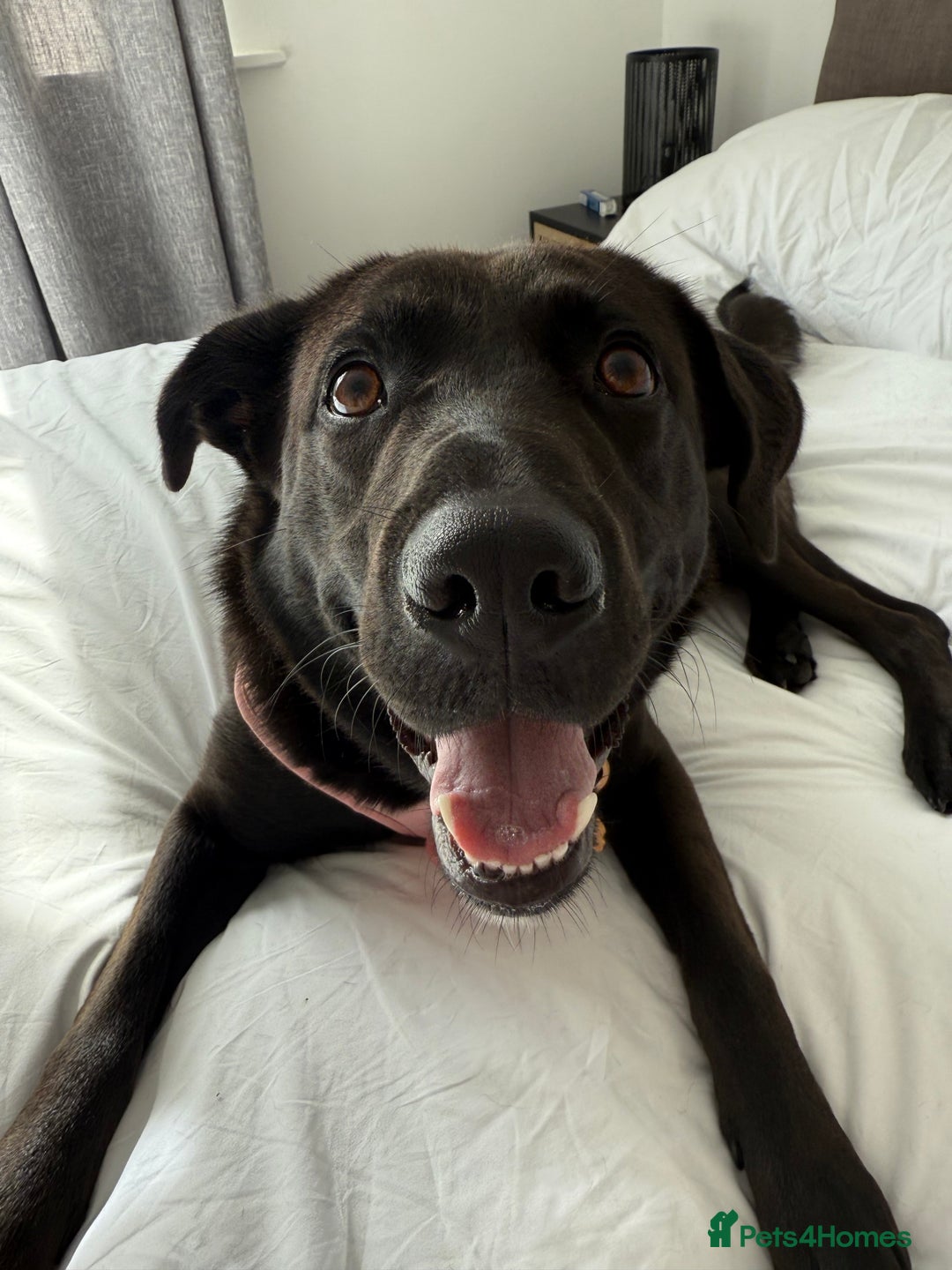 Mixed Breed dogs for sale: Urgent home needed for labrador cross puppy - Image 4
