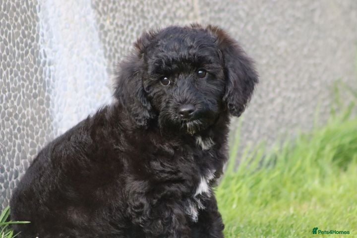Cavapoo dogs Beautiful Cavapoo puppies for sale - Advert 1