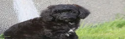 Cavapoo dogs for sale: Beautiful Cavapoo puppies for sale - Advert 5