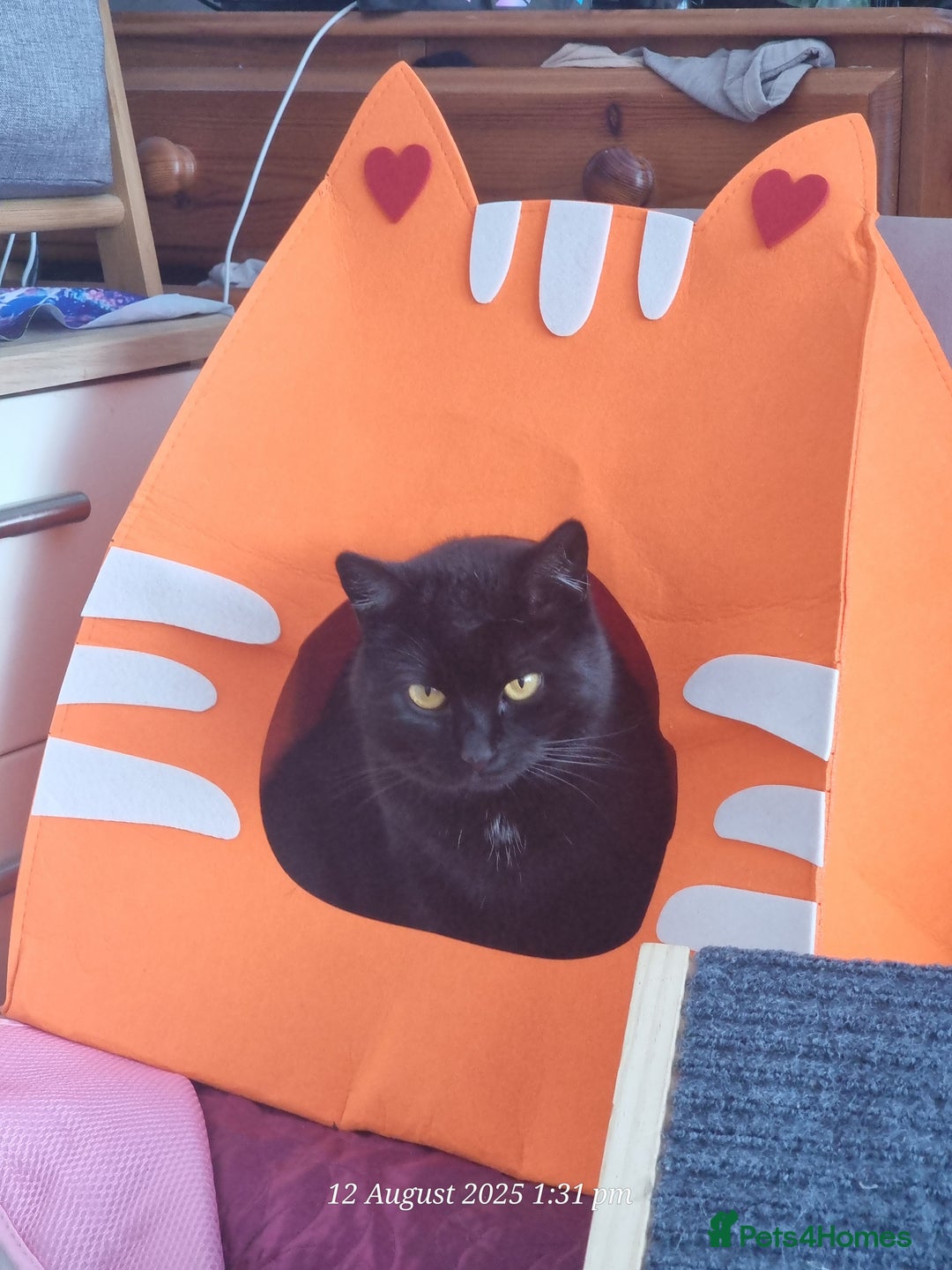 Domestic Shorthair cats for sale: 4 BLACK CATS FOR REHOME. - Advert 28