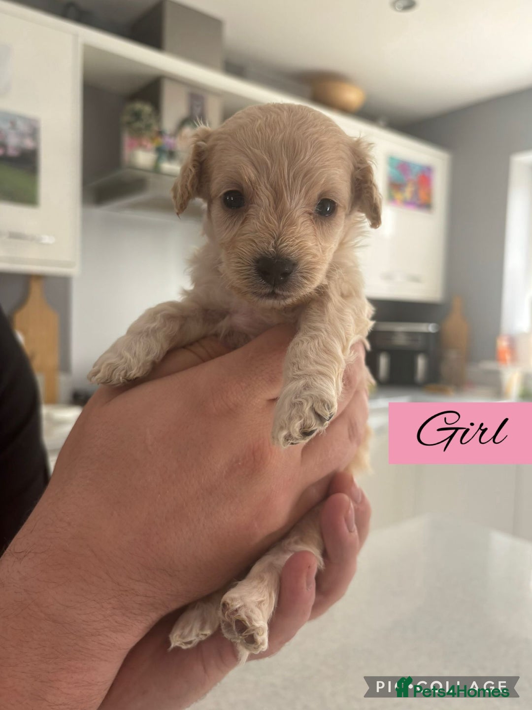 Mixed Breed dogs for sale: REDUCED - Cockapoochi Puppies - READY TO VIEW 🐶 - Image 9