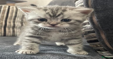 British Shorthair cats - Advert 7