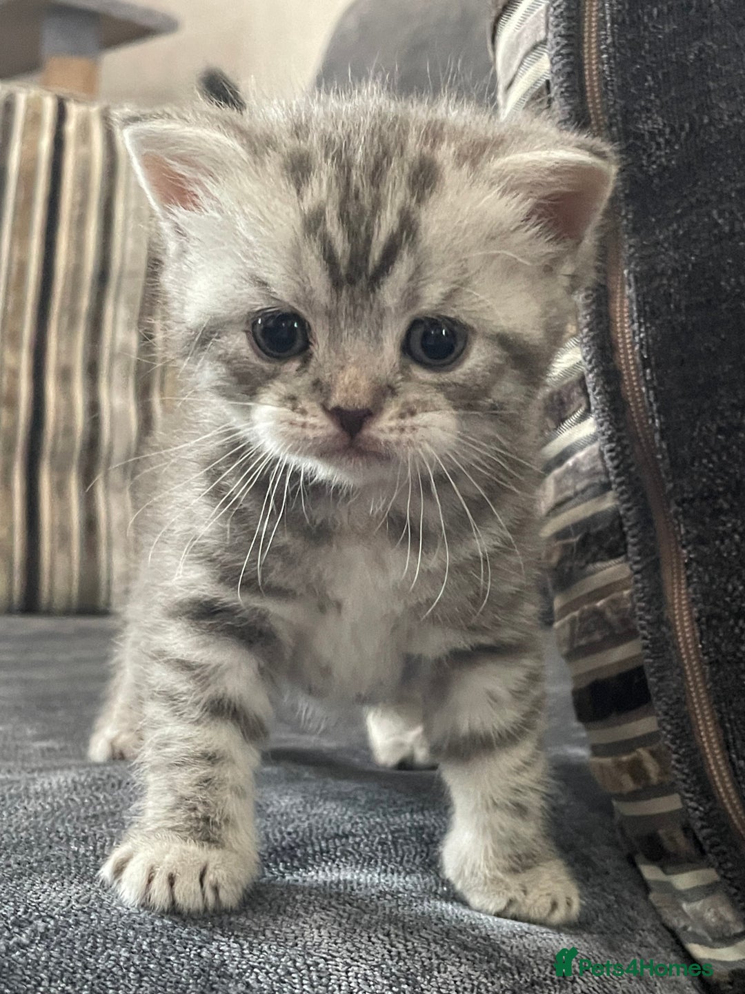 British Shorthair cats for sale: Stunning Silvers - Image 4