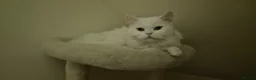 Persian cats for sale: Handsome White Persian Male Cat - Advert 4