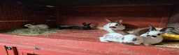 English Spot rabbits for sale: Charlie English spotted female - Advert 4