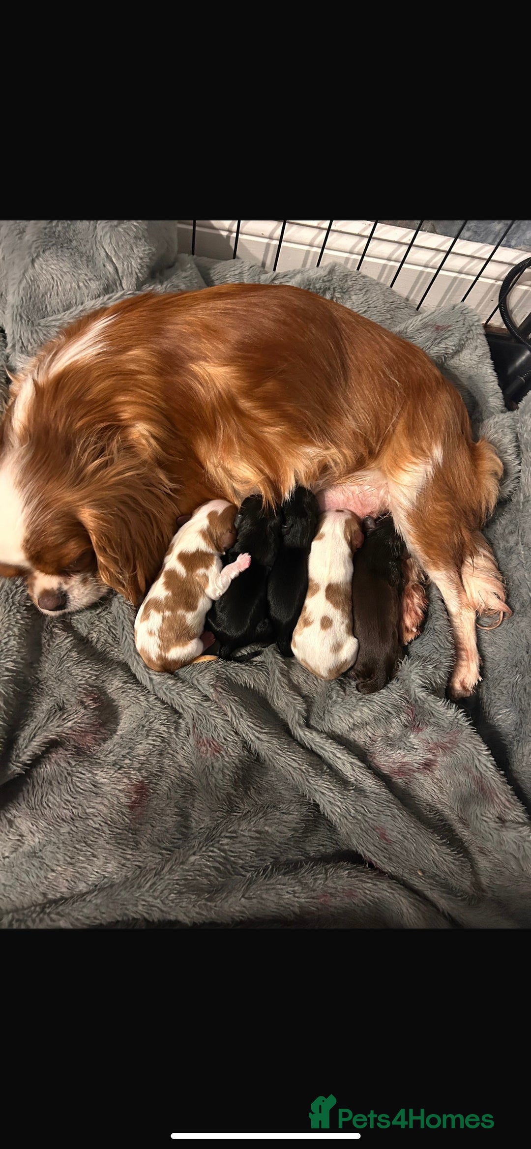 Cavalier King Charles Spaniel dogs for sale: Chocolate Kc reg cavalier King Charles - Advert 13